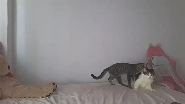 Try the thrill of flirt babes with our cam hosts, featuring unclothed wildness while getting naked and playing with their favored sex toys.